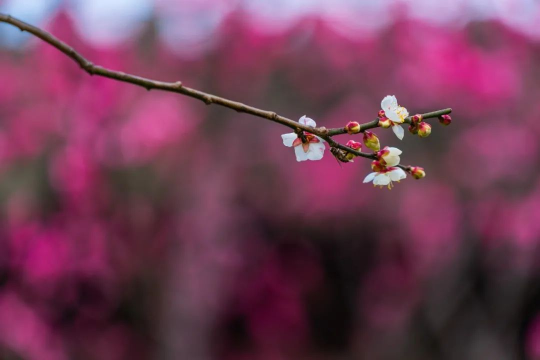 思乡诗句有哪些（乡愁情怀的唯美句子短句）