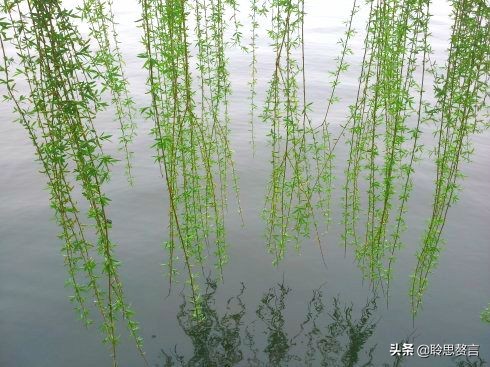 古人折柳送别的诗句（折柳送别的唯美句子）