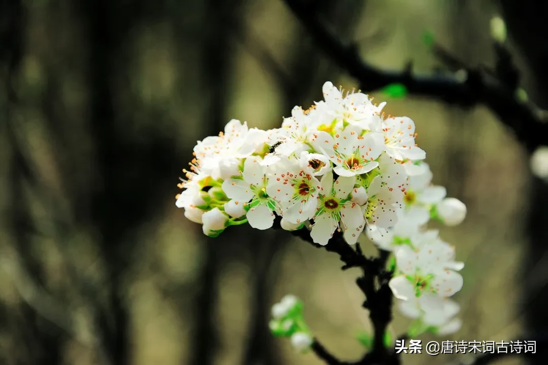 描写惊蛰节气的古诗（关于惊蛰的诗词唯美）