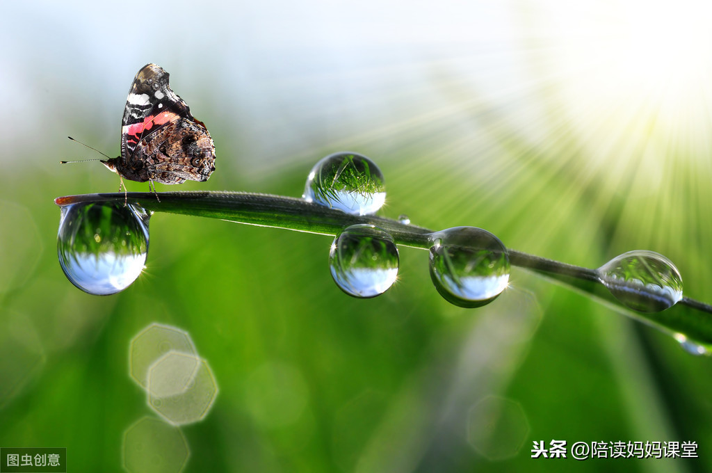 荷花外貌描写摘抄（一句话形容荷花美拟人句）