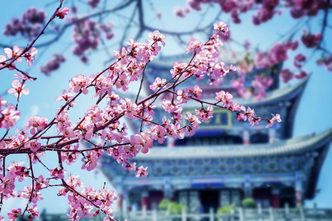 清明节诗句经典古诗（清明节优美段落摘抄）
