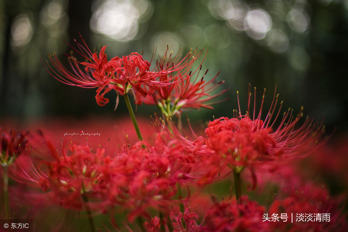 彼岸花诗词伤感（彼岸花的经典诗句）