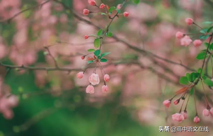 赞美妇女的诗句和名言（赞美女人的诗词句）