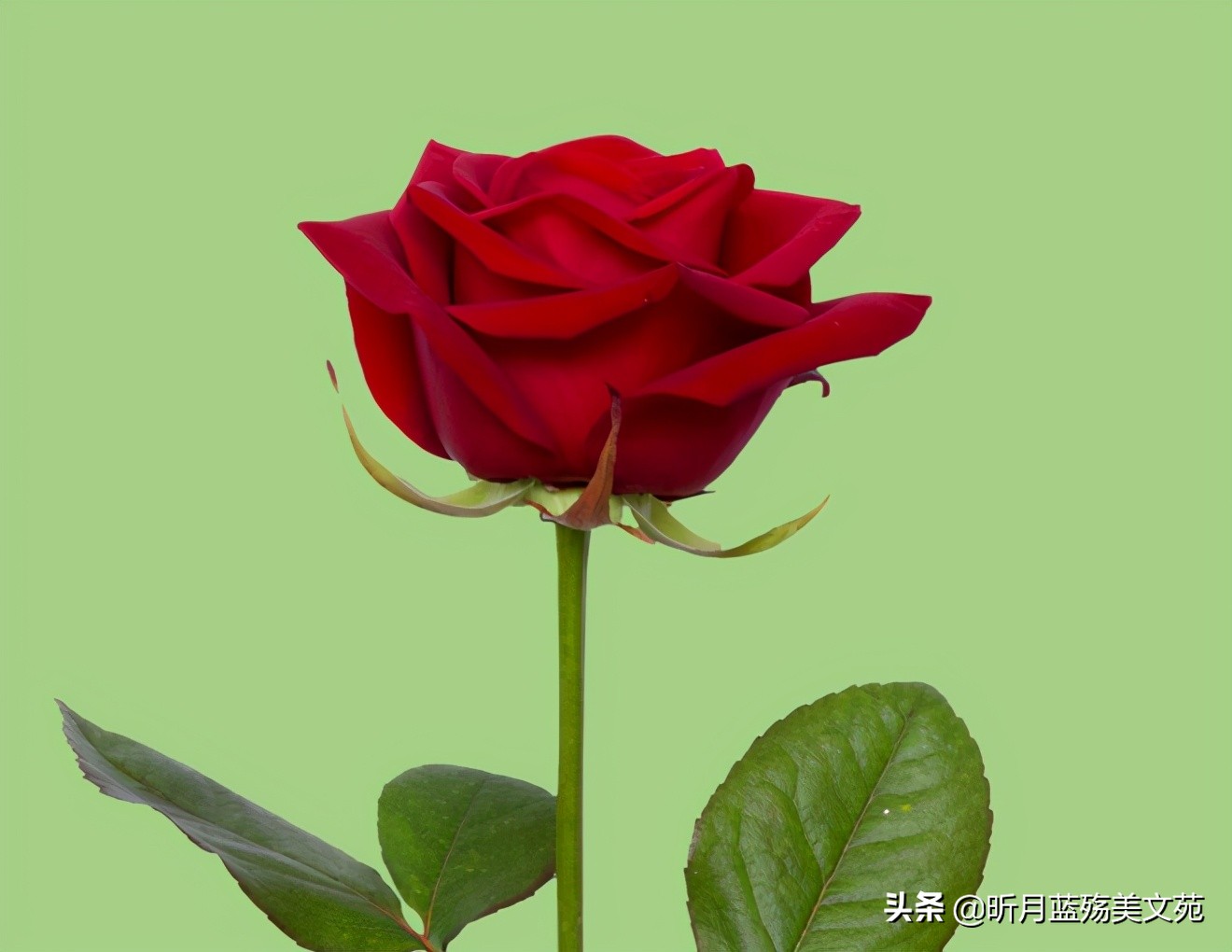 今生爱你不后悔的说说（不离不弃的爱情格言）
