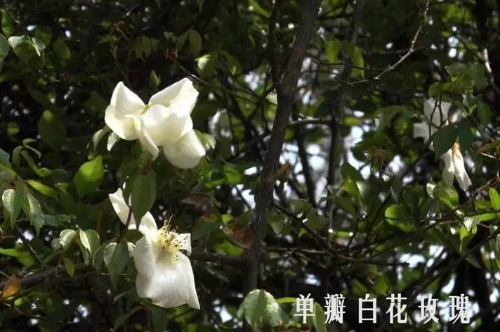 关于玫瑰的诗句有哪些（描写玫瑰花的经典诗句）