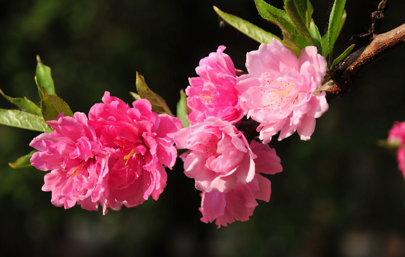 形容桃花的诗句古诗（赞美桃花的诗句千古名句）