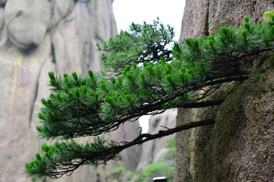 植树节名言大全（关于植树节的名诗）