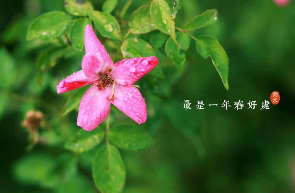 雨水节气古诗词大全（关于雨水的古诗）