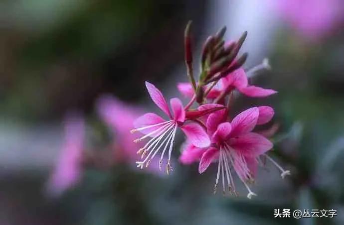 借景抒情的诗句赏析（古诗借景抒情的例子）