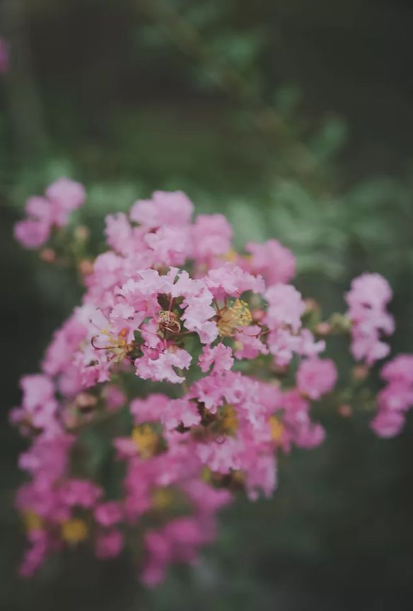 紫薇花古诗赏析（赞美紫薇花经典短句）
