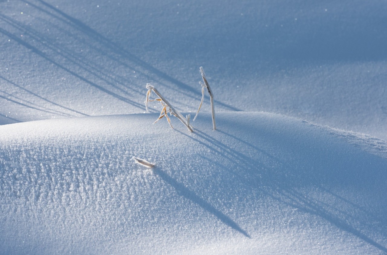 关于咏雪的诗句古诗（写雪的古诗名句）