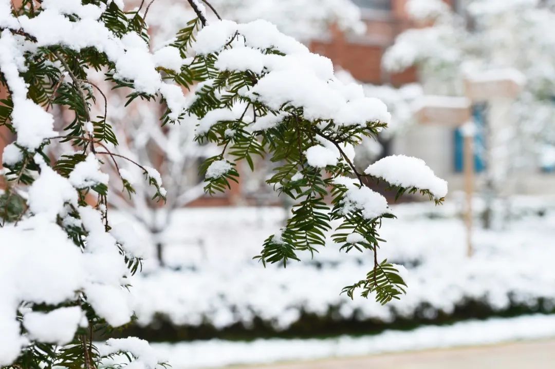 冬雪的诗句有哪些（形容雪花飘落的句子）