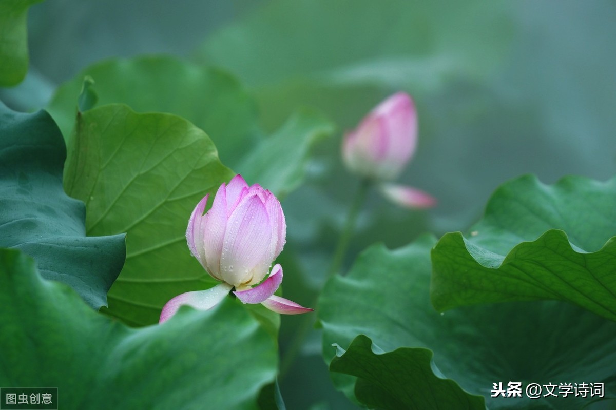 咏露珠古诗译文（关于咏露珠全诗赏析）
