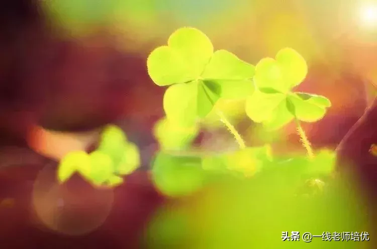 什么样的小草形容词（描写小草的短句）