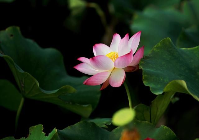 四季更迭的唯美诗句（形容四季轮回的诗句）