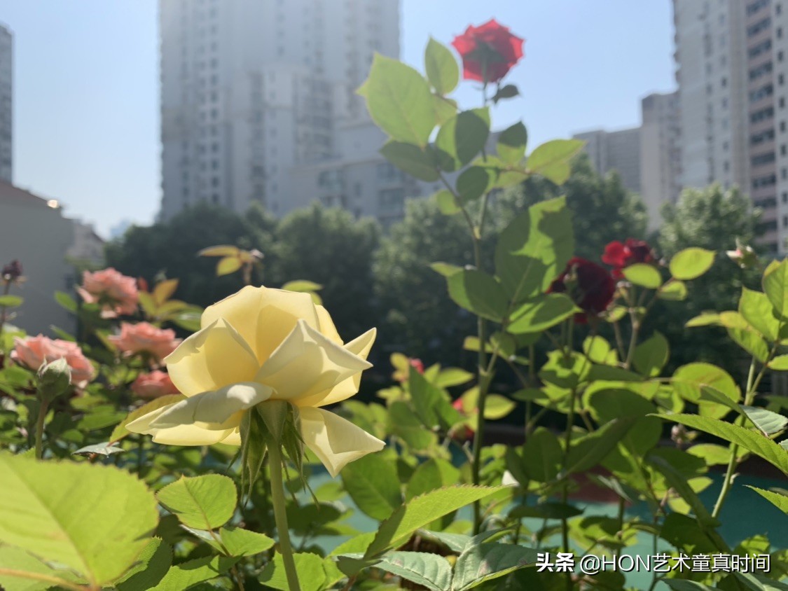 学生如何弘扬传统文化（如何继承和弘扬优秀传统文化）
