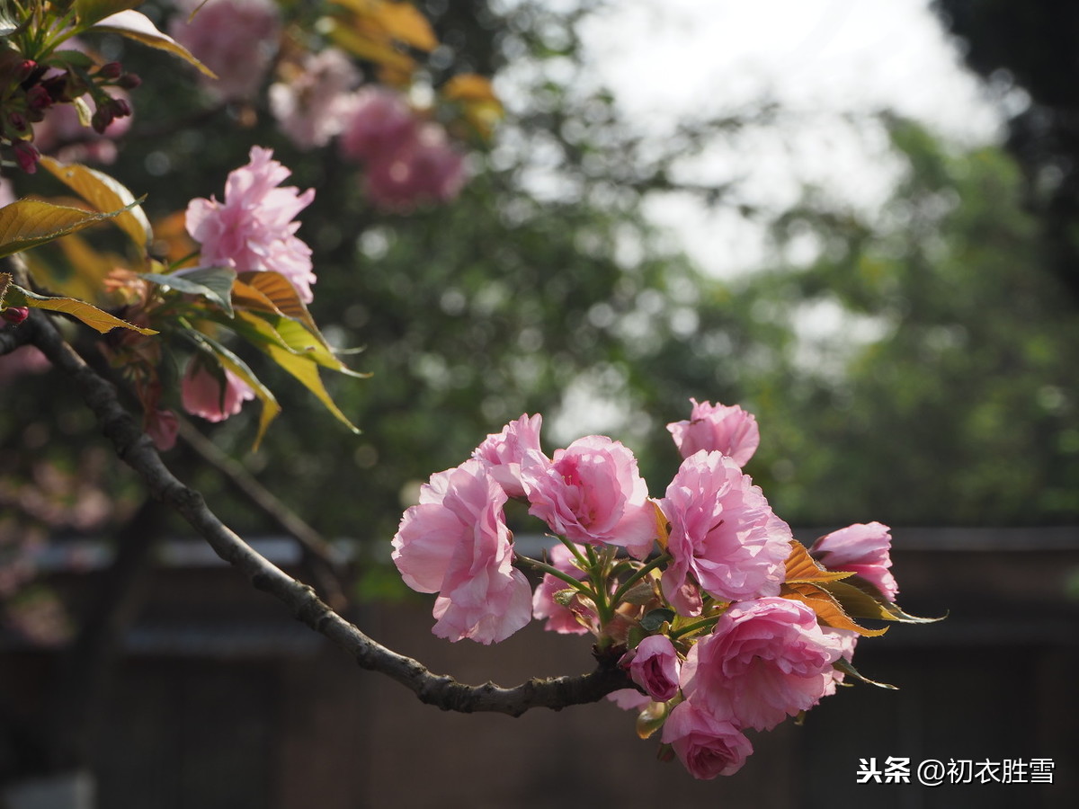 《海棠》古诗苏轼（古诗原文及翻译）