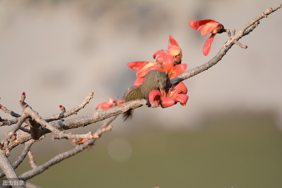 花非花白居易古诗意思（ 花非花原文赏析及诗意）