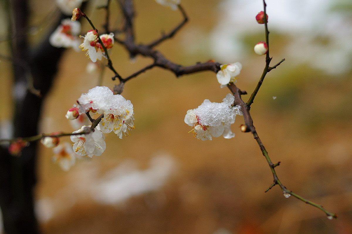 梅花的品质和精神（两首梅花的古诗解析）