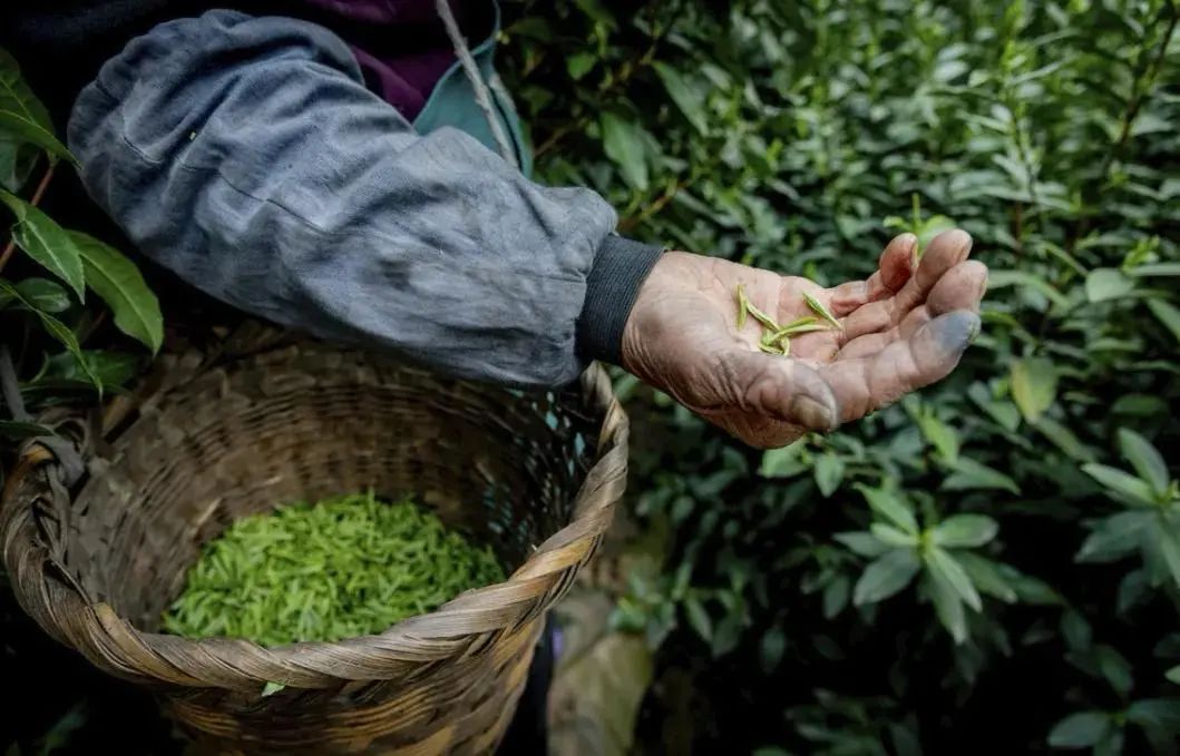 春茶的诗句唯美（三月春茶美好句子）