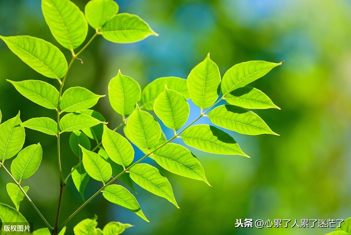 平平淡淡的生活感悟说说（简单生活的经典语录）