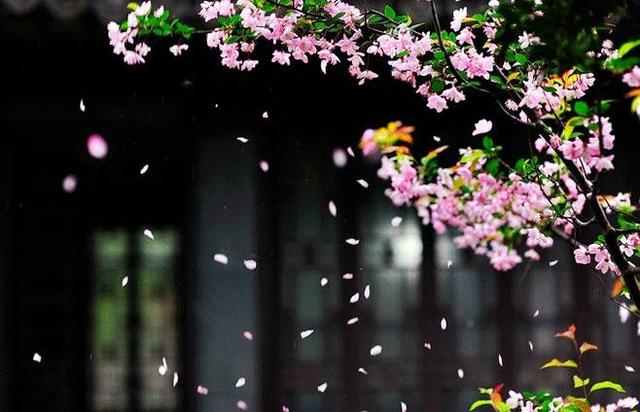 黛玉葬花原文片段（葬花吟原文及翻译）