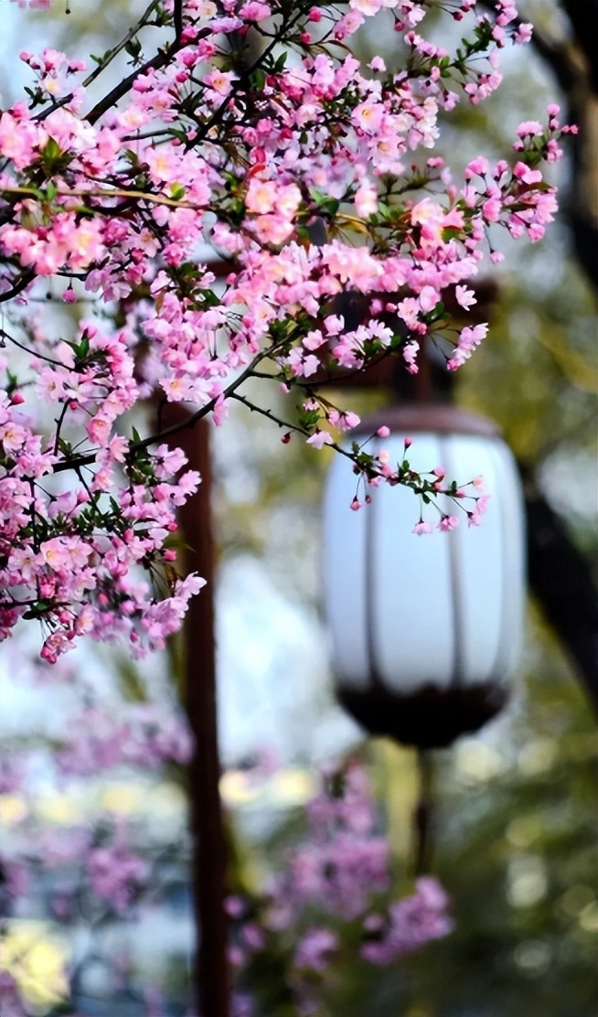 形容花朵绽放的美句（关于绽放的优美句子）