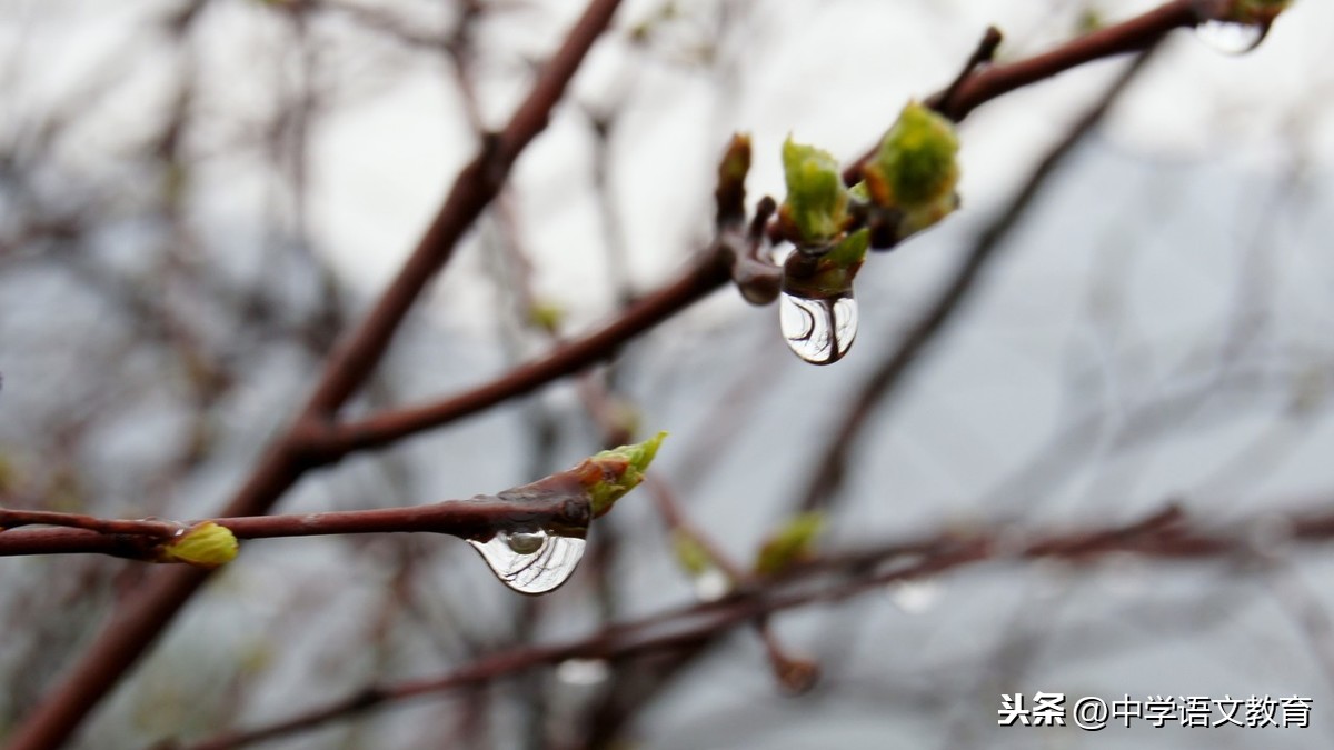 雨说郑愁予课文段落赏析（雨说全文注释及考题分析）
