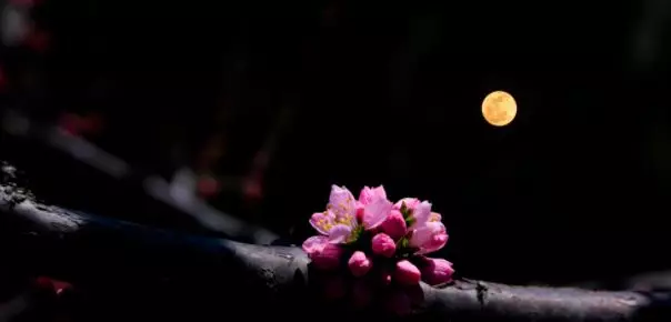 中秋节的好句摘抄大全（描写中秋节的唯美语录）