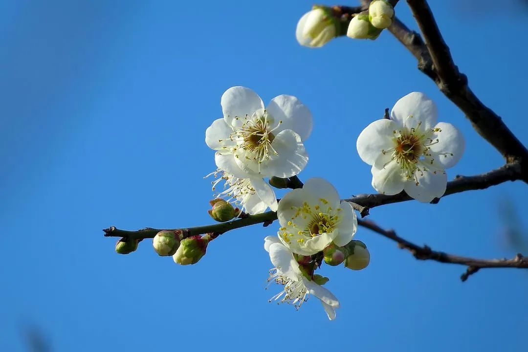 关于梅花古诗词（梅花古诗欣赏）
