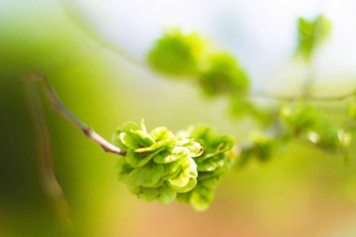 杂诗七首其一曹植朗读（杂诗七首全部古诗）