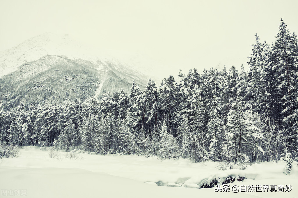 江雪古诗的意思怎么画（古诗江雪全文解析）