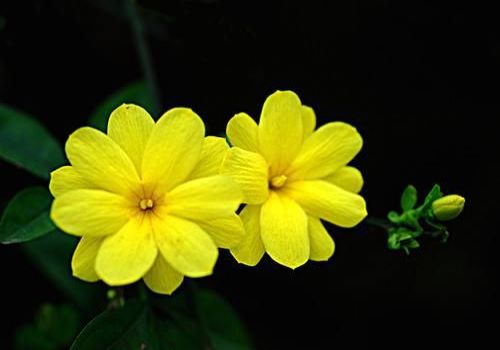 迎春花诗句古诗大全（赞美迎春花的名诗名句）