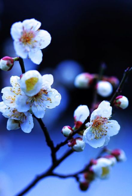 梅花的古诗有哪些（10首关于梅花的古诗词）