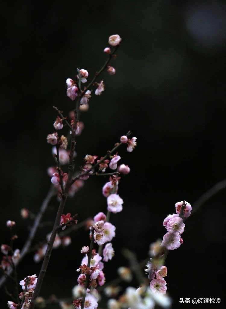 梅花的品格与精神（赞美梅花的简短优美句子）