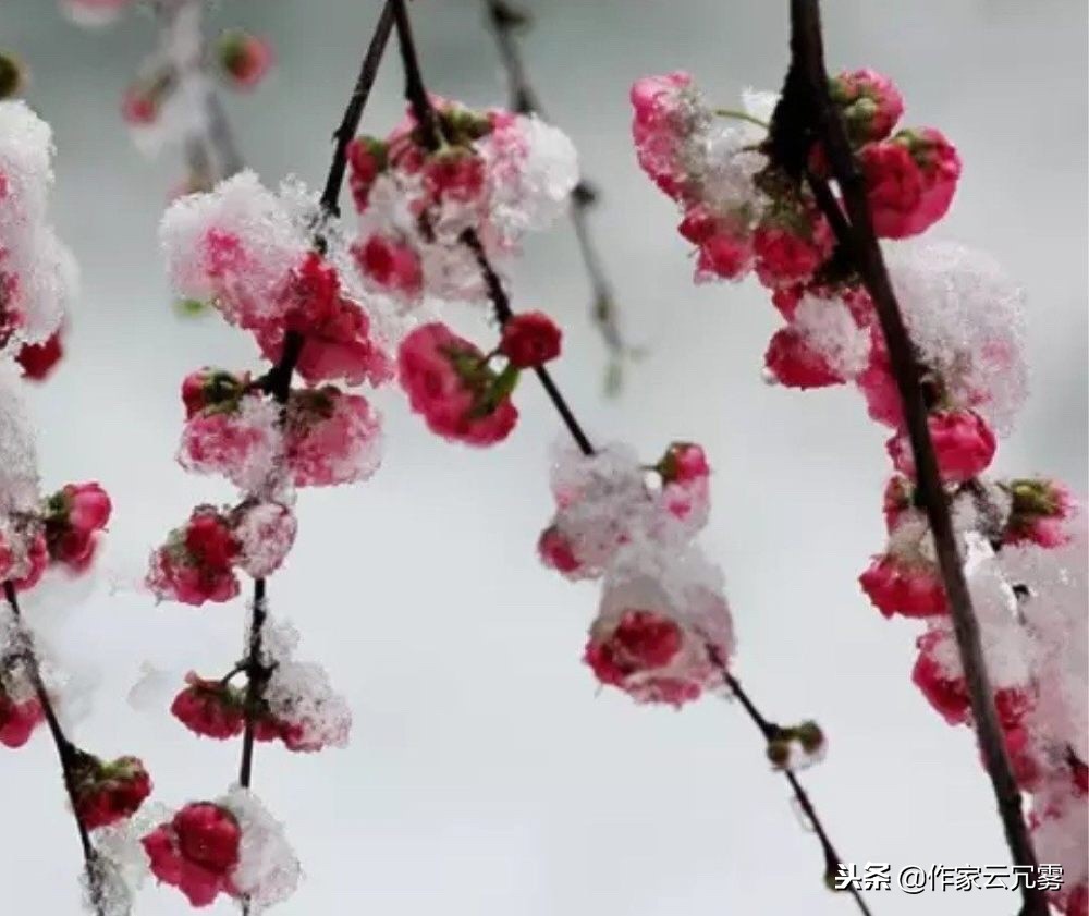 江南几度梅花发全诗（寒梅傲骨经典句子 ）