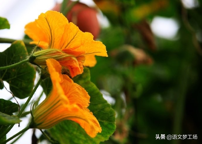 高考作文范文欣赏（2021年高考语文作文赏析）