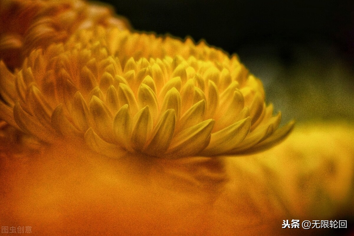 关于菊花的古诗有哪些（十首有关菊花的古诗及解析）
