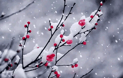 咏梅的诗句古诗大全（最经典的梅花诗）