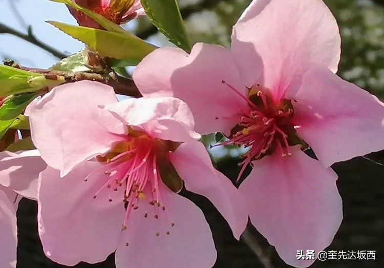 桃花现代诗歌作者（关于桃花的诗歌自创）