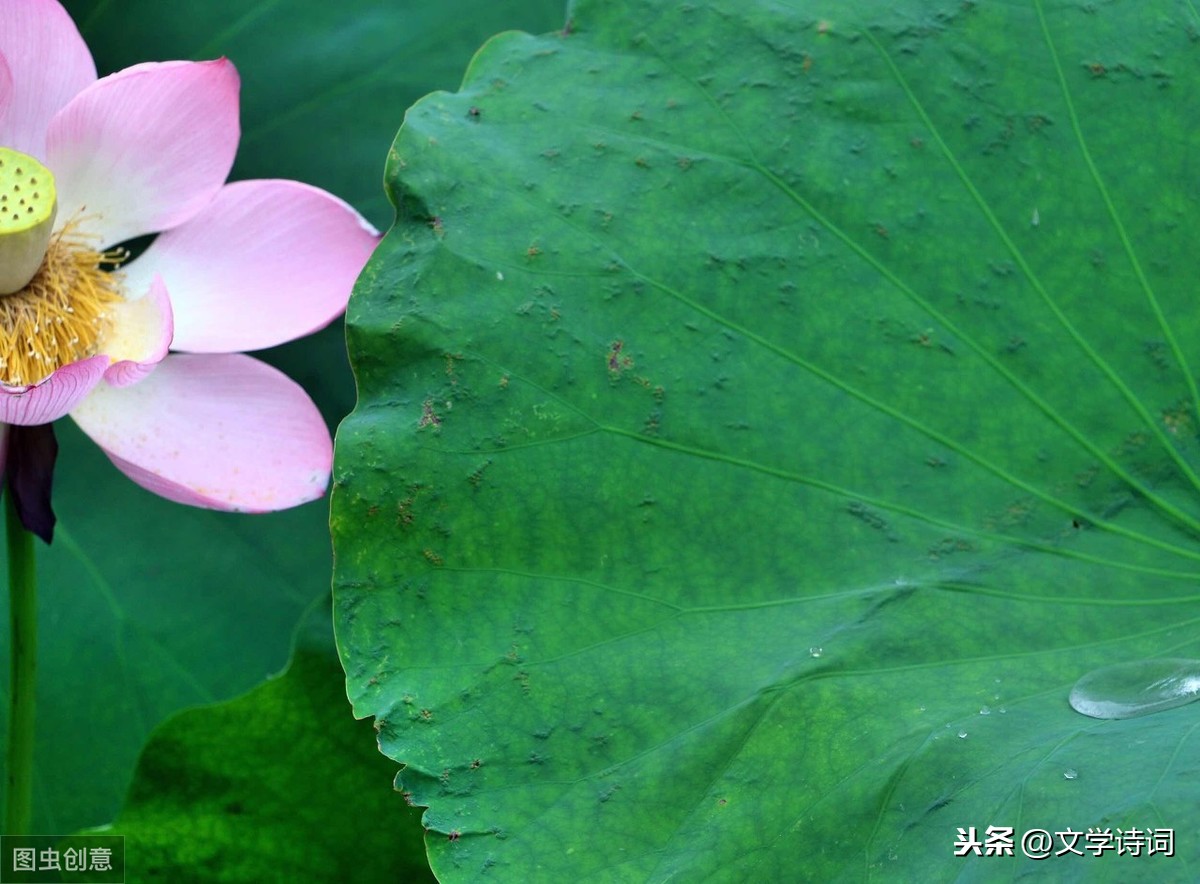 咏露珠古诗译文（关于咏露珠全诗赏析）