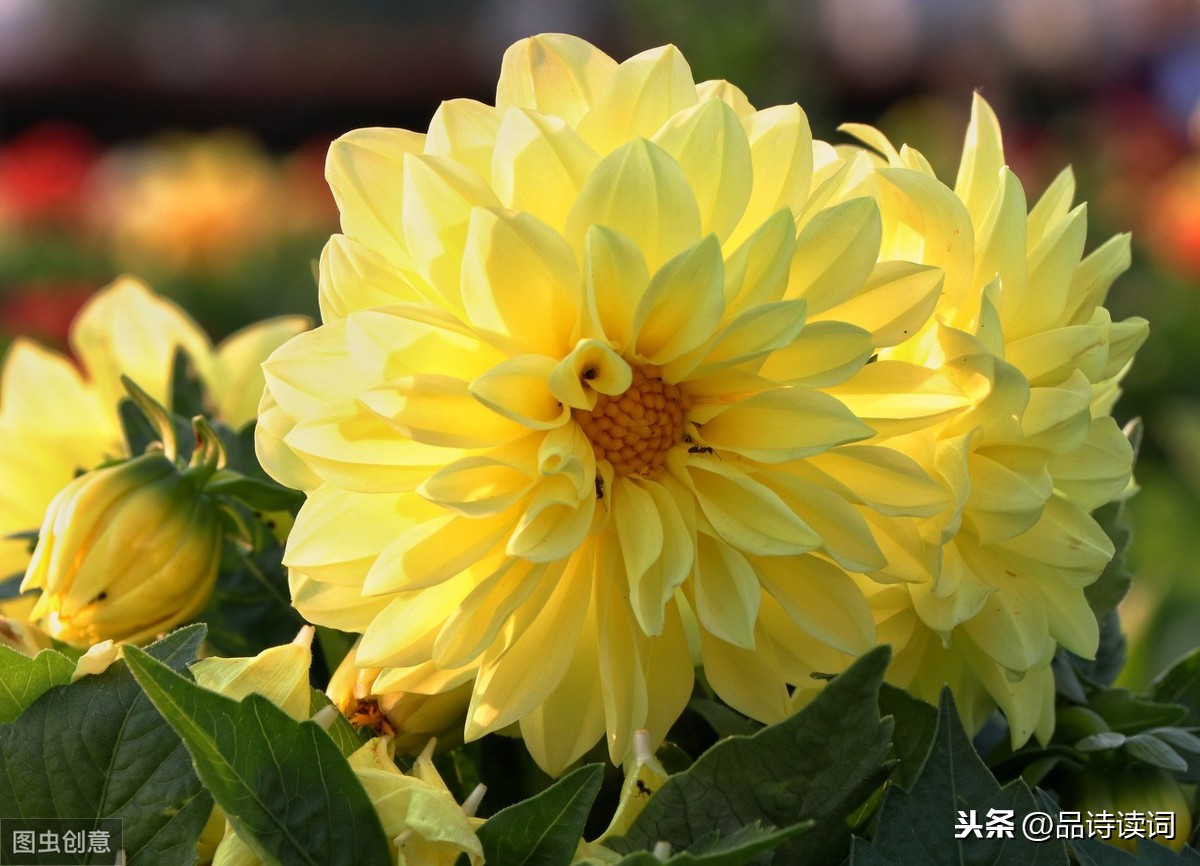 苏轼写菊花诗词名句（赵昌寒菊全诗诗意解读）