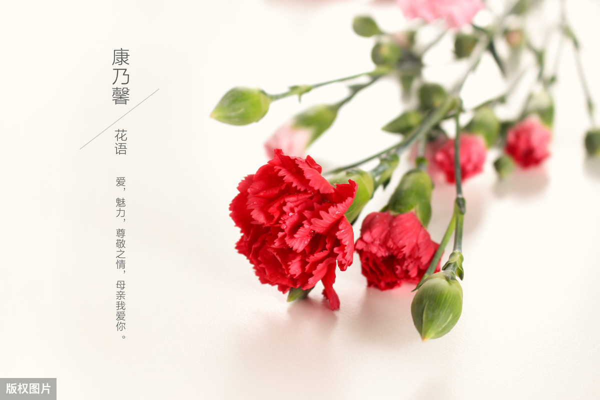 报答母亲的诗句有哪些（感恩母爱最朴实的诗句）