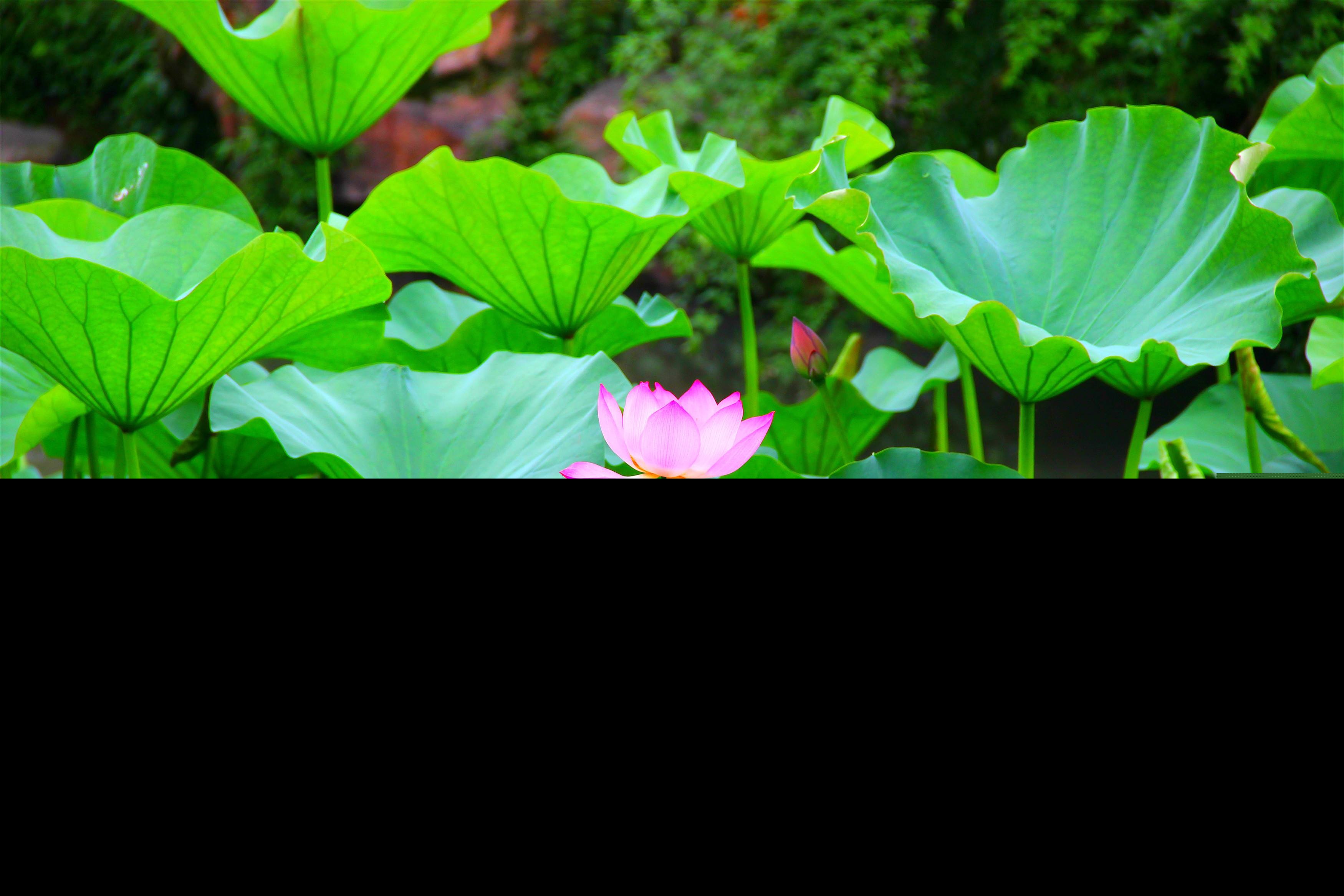 小学描写水的古诗大全（分享这16首涉水名诗）