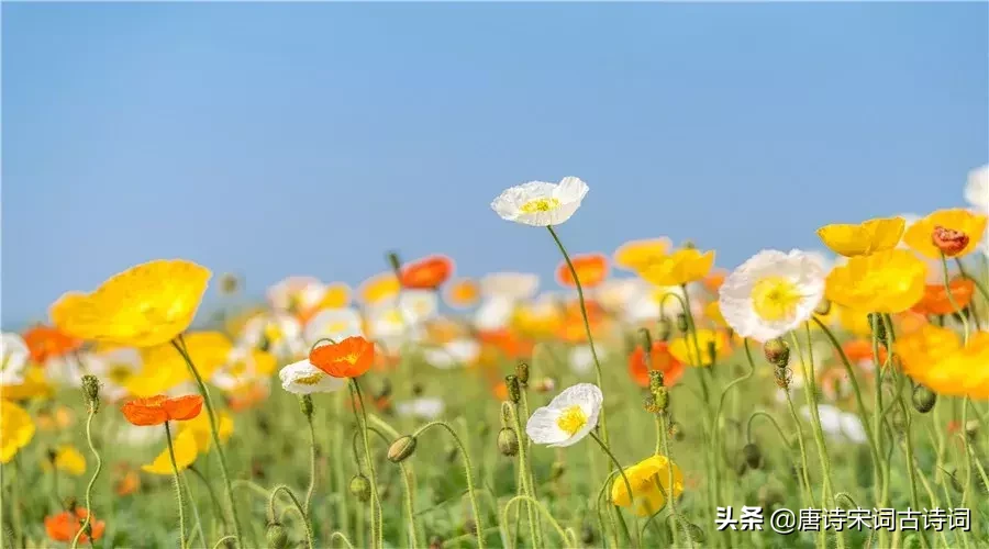 虞美人古诗原文及翻译（虞美人原文翻译及赏析）