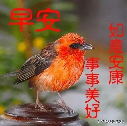 情侣之间早晨问好的句子（送女友的唯美早安问候语）