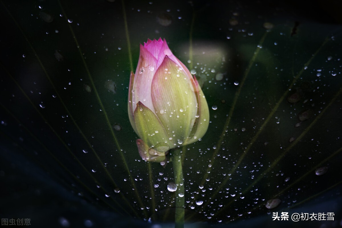 描写荷花的优美句子排比（关于荷花千姿百态）