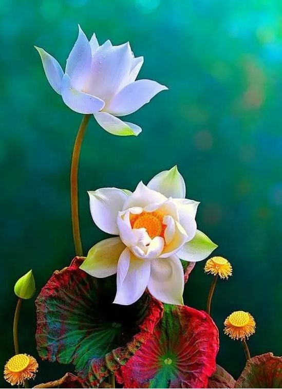描写莲花的诗句古诗（形容莲花的高雅的诗句）
