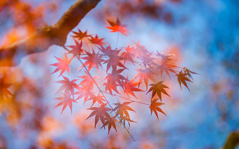 立秋节气古诗大全（关于立秋的美好诗句）