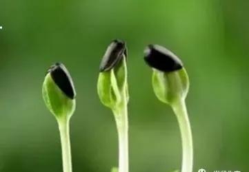 张晓风经典散文集（张晓风散文精选赏析）